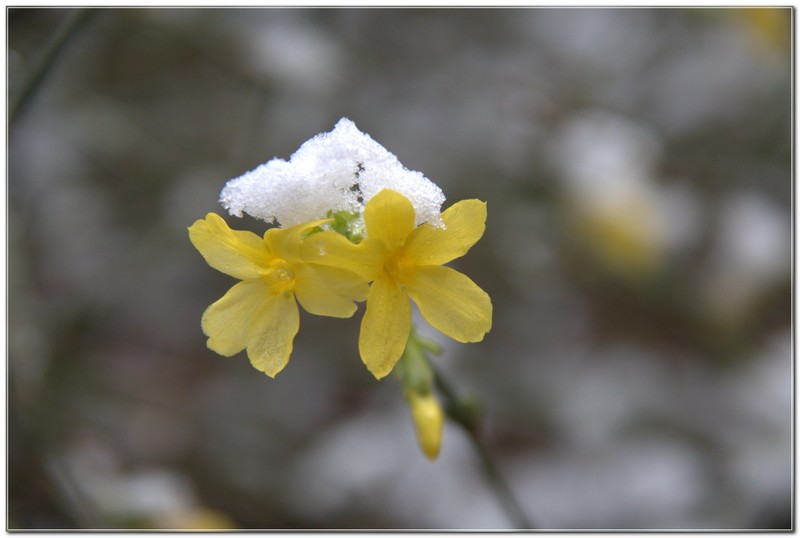 雪后迎春