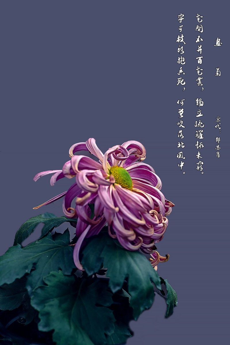 《画       菊》  宋代：郑思肖