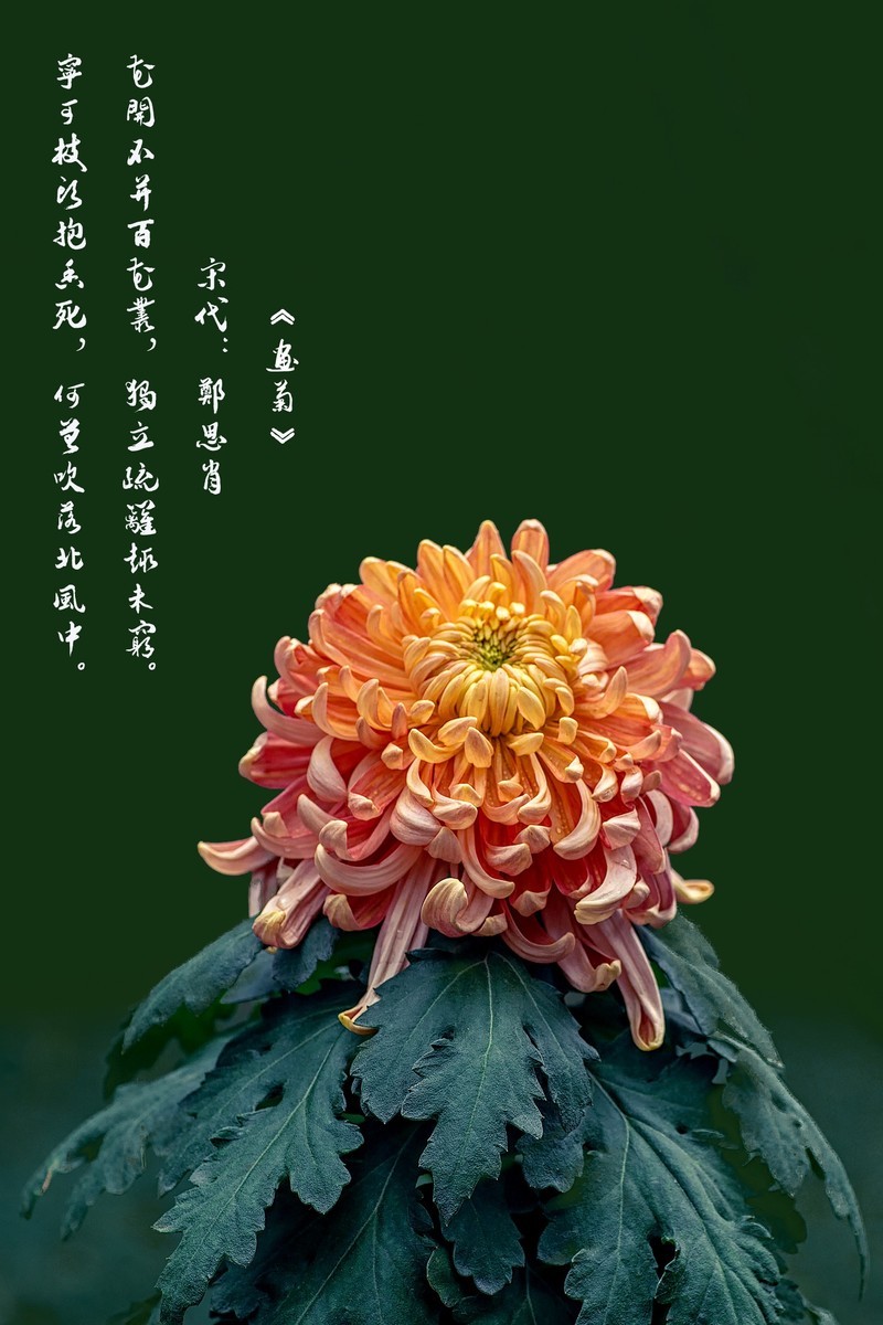 《画       菊》  宋代：郑思肖