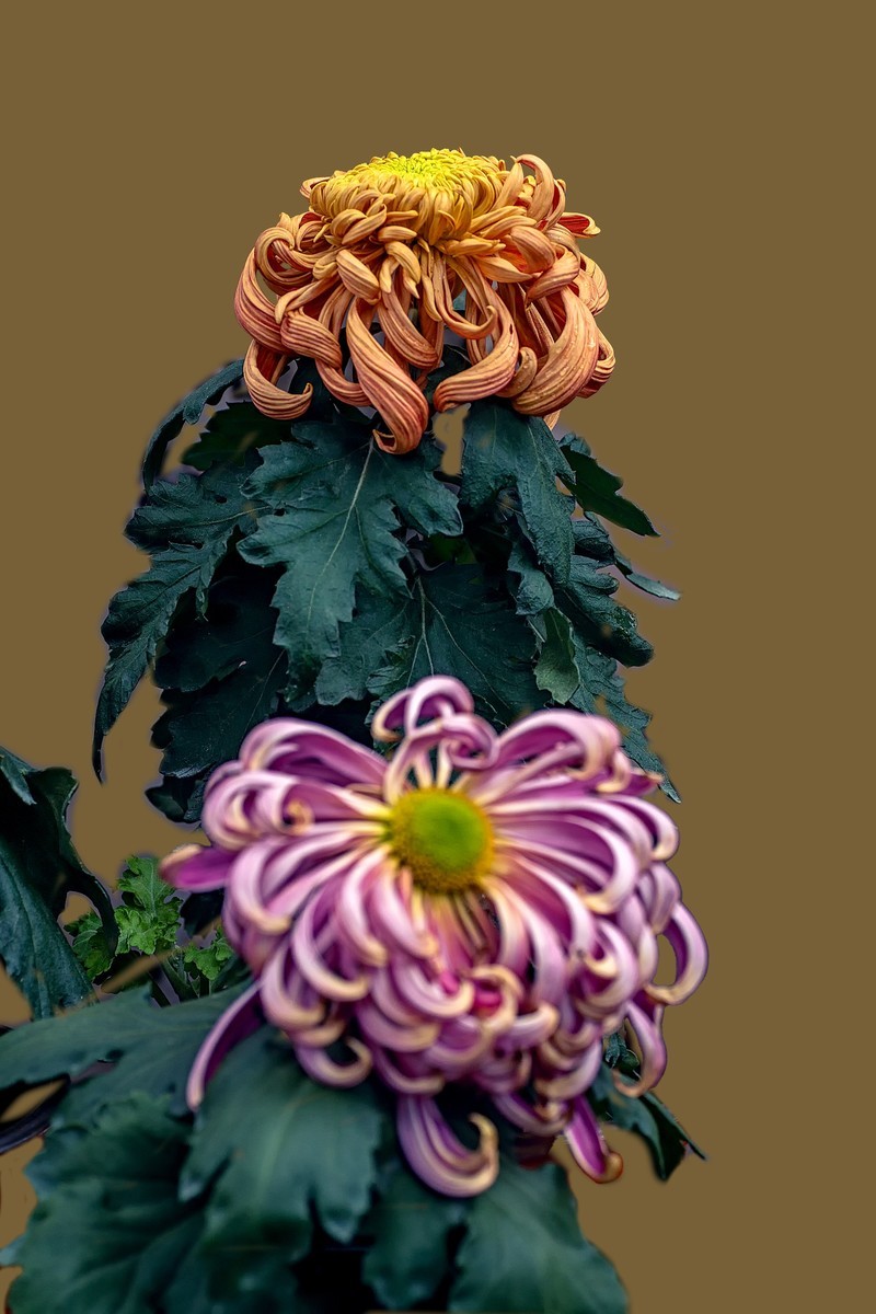 《画       菊》  宋代：郑思肖