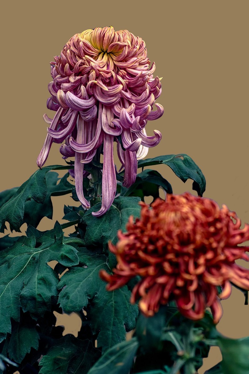 《画       菊》  宋代：郑思肖