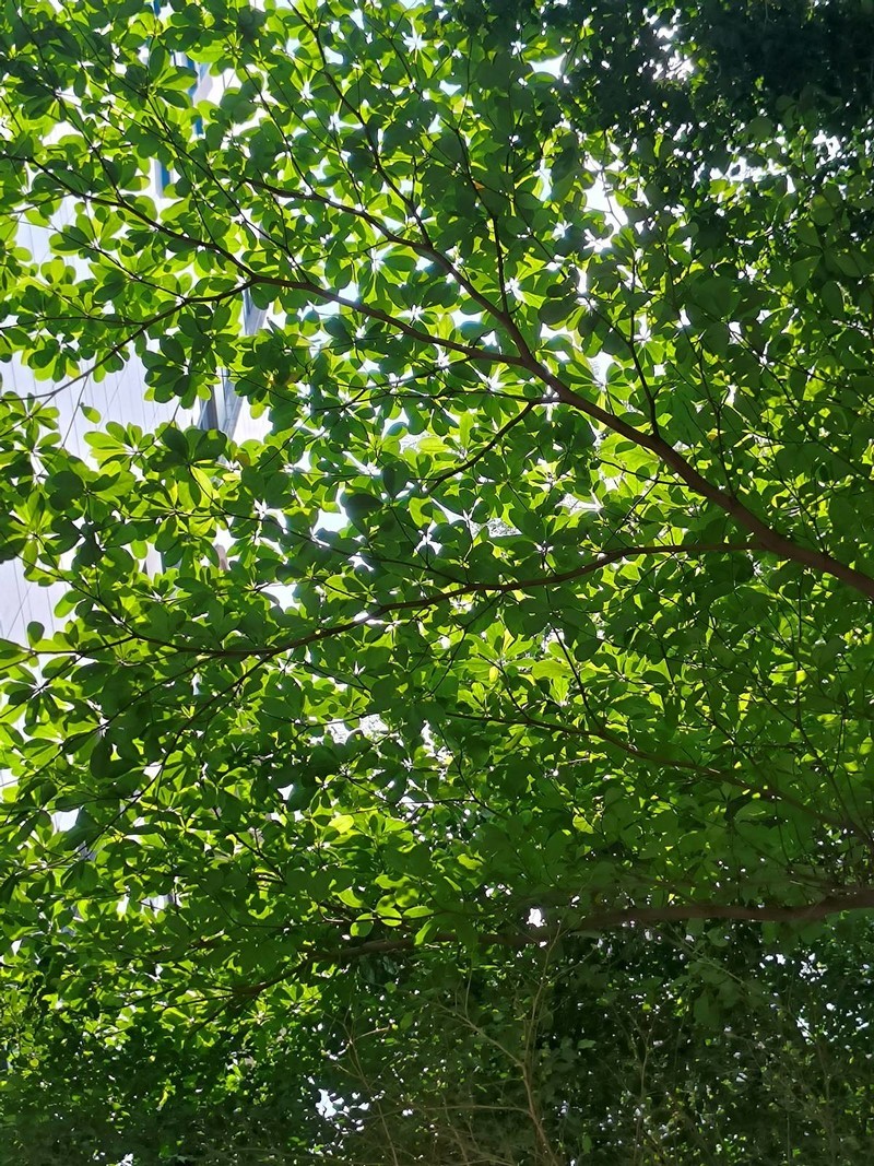 手机影像“卷”得很？亲测小米Civi3 WLG玻塑镜头，主打通透纯净！