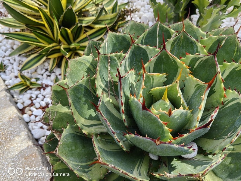 Hi nova 11首发体验：潮流轻薄还擅长拍人像？