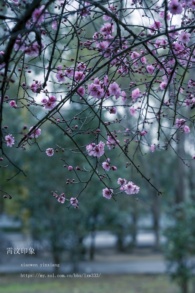 春雨觅花