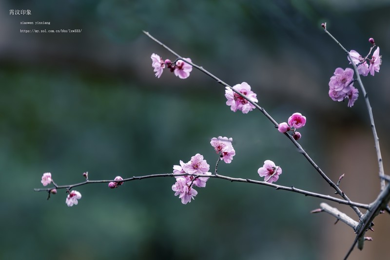 春雨觅花