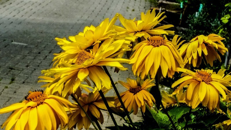 花色