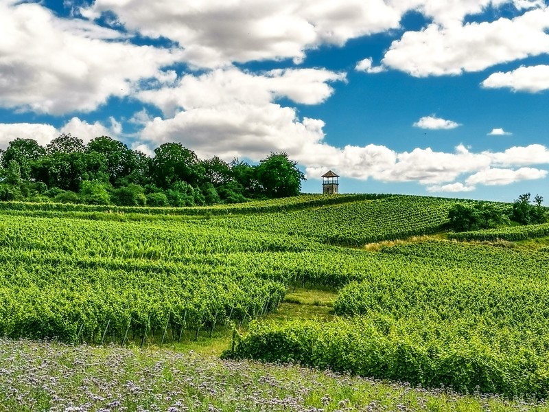 手机秀光影（南德田园风光）