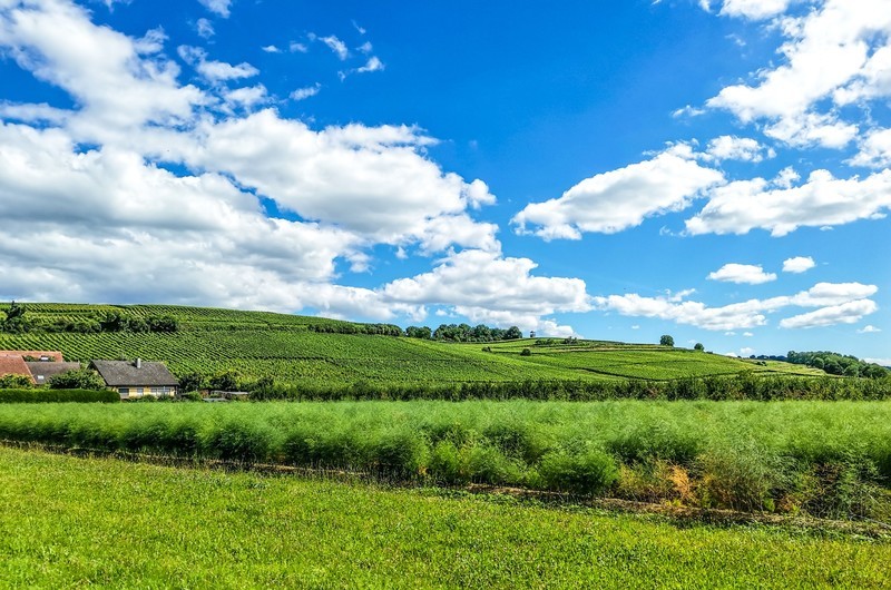 手机秀光影（南德田园风光）