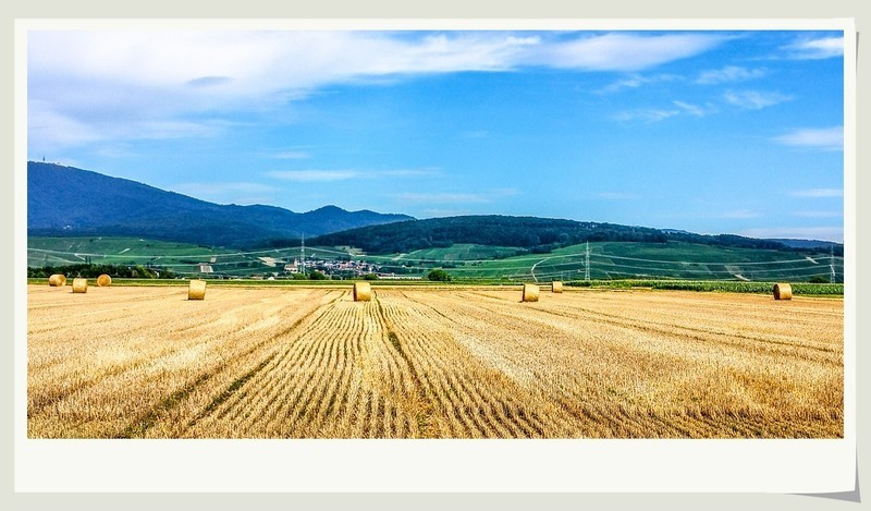 手机秀光影（南德田园风光）