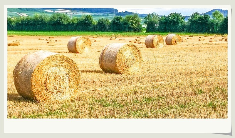 手机秀光影（南德田园风光）