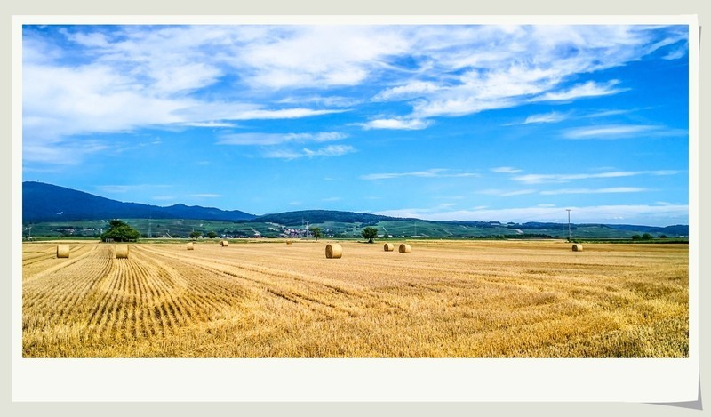 手机秀光影（南德田园风光）