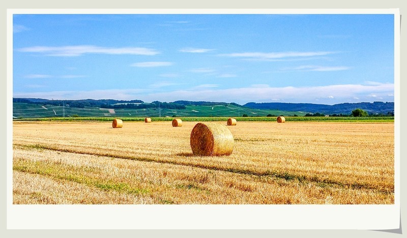 手机秀光影（南德田园风光）