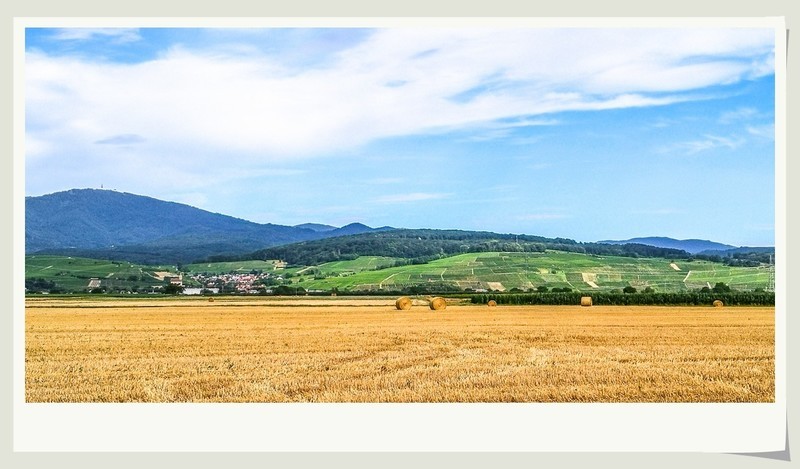 手机秀光影（南德田园风光）