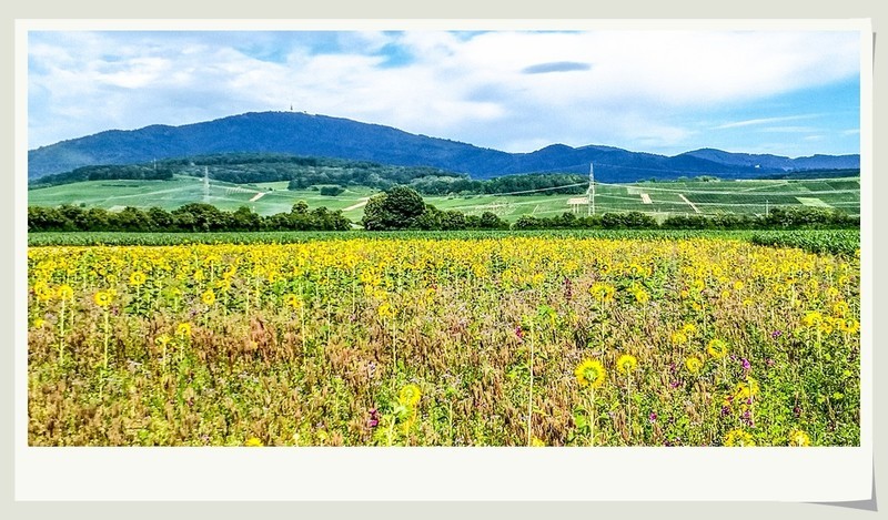 手机秀光影（南德田园风光）