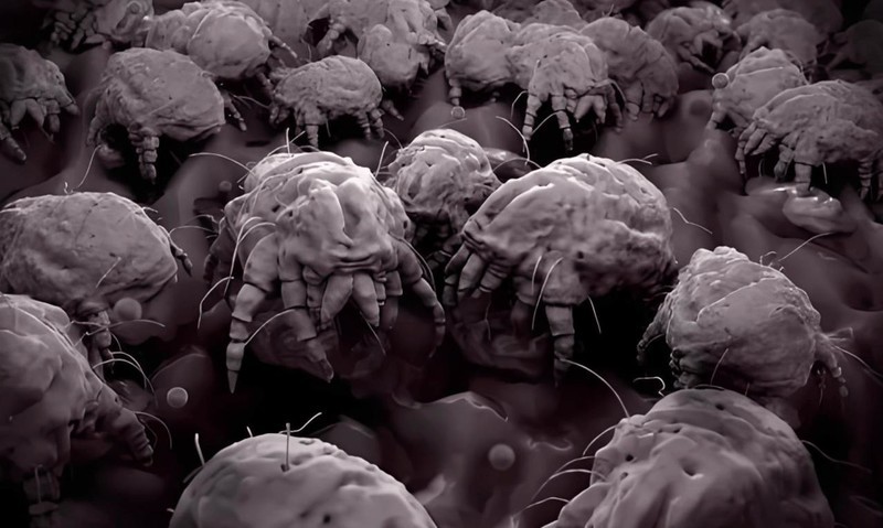 618要买床上除螨仪推荐哪款？2025年这五款高性价比机型闭眼入！