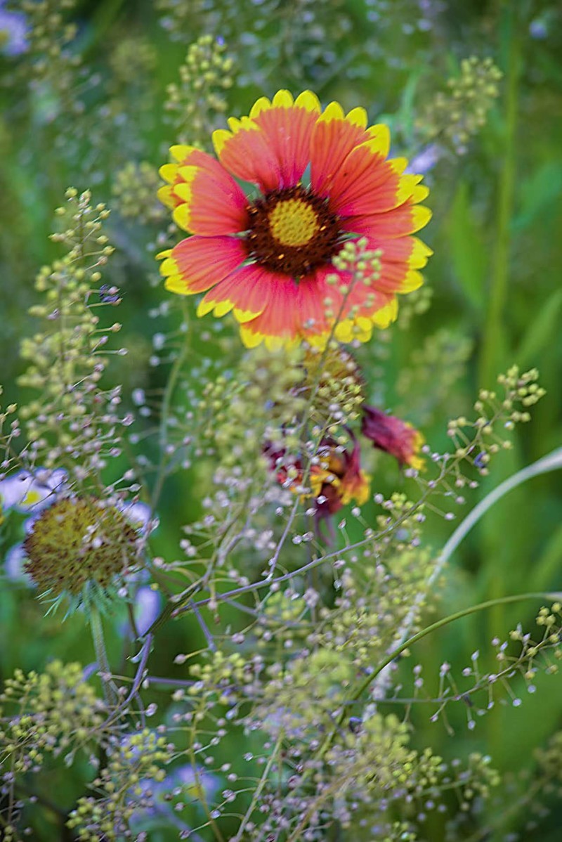 花海拾贝-天人菊