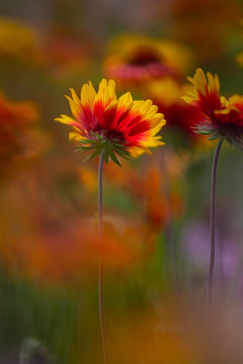 花海拾贝-天人菊