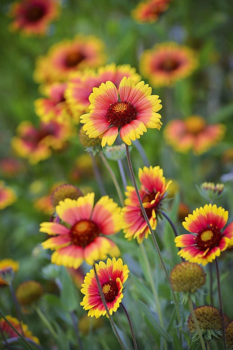 花海拾贝-天人菊