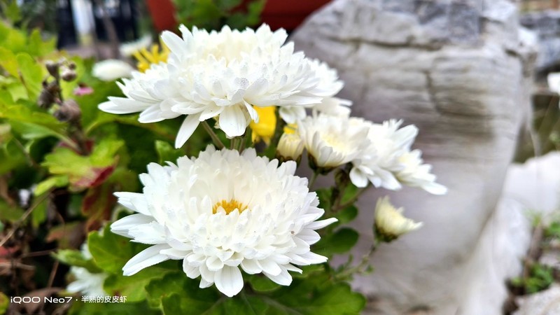 入手iQOO Neo7，不愧为“水桶机皇”！一周体验 新鲜+惊喜