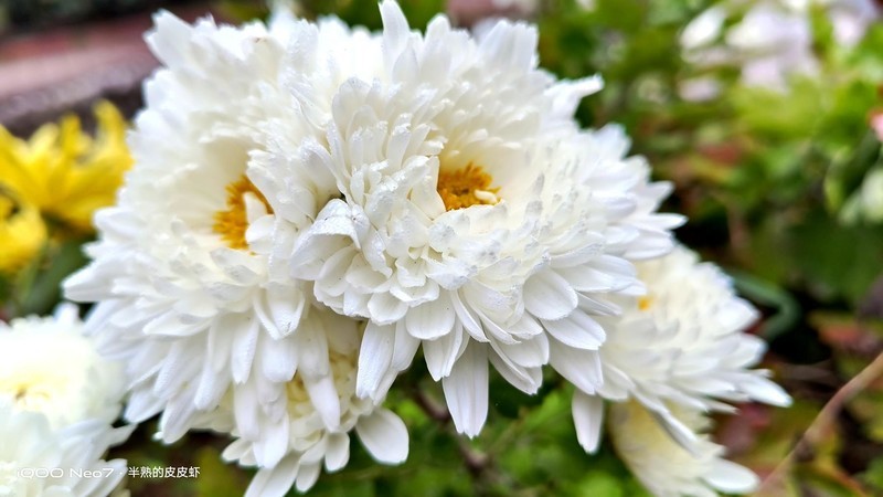 入手iQOO Neo7，不愧为“水桶机皇”！一周体验 新鲜+惊喜