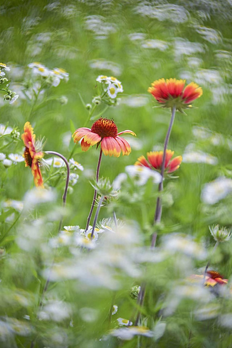 花海拾贝-天人菊