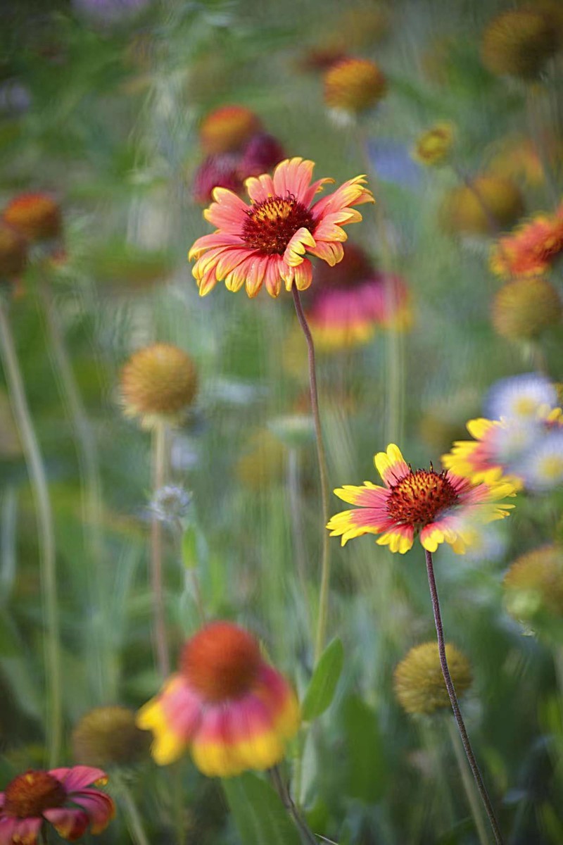 花海拾贝-天人菊