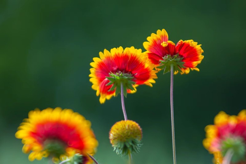 花海拾贝-天人菊