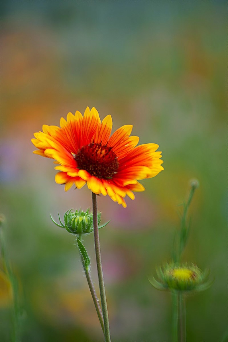 花海拾贝-天人菊