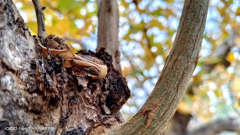 入手iQOO Neo7，不愧为“水桶机皇”！一周体验 新鲜+惊喜