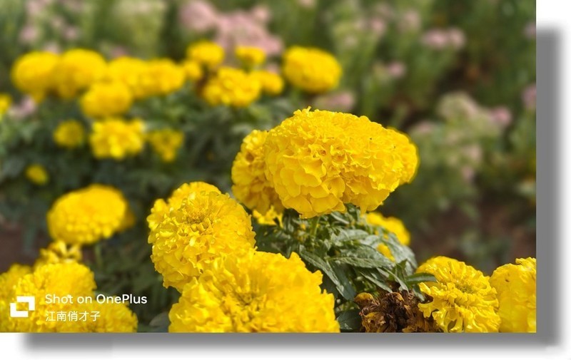 “不将就”的它勇夺双11销冠，一加Ace 2 Pro手机24GB+1TB版入手体验