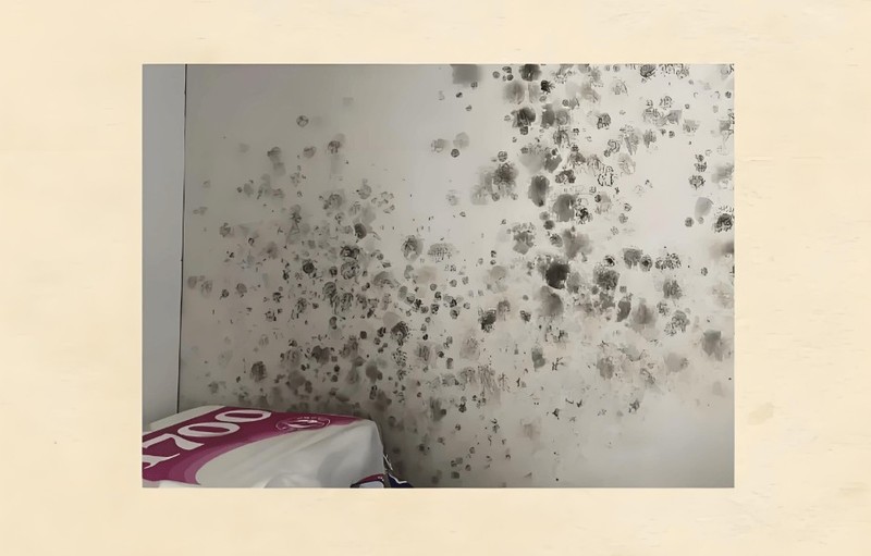 除螨仪哪款性价比高？十大公认好用的除螨仪！口碑公认质量佳！