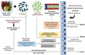 “免疫尖兵”——EpiCor食用非活性酵母到底是什么？