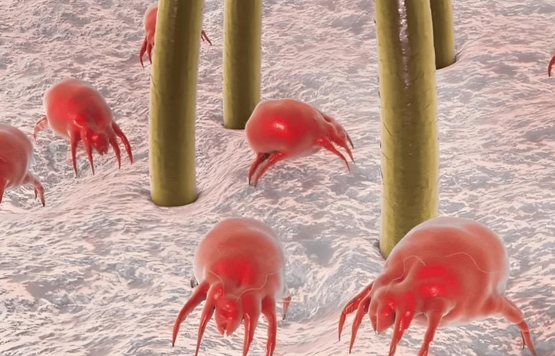 618买哪种牌子的除螨仪好用？强推2025年10大高口碑除螨仪品牌！