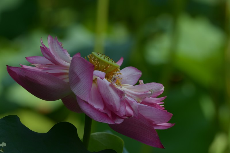 植物园随拍