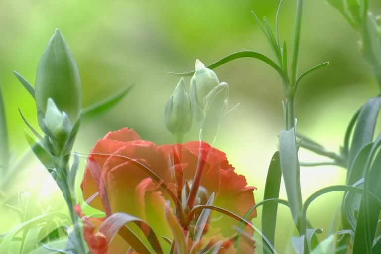 一组康乃馨习作