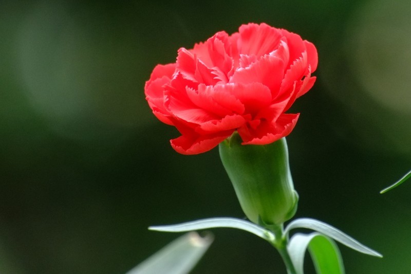 一组康乃馨习作