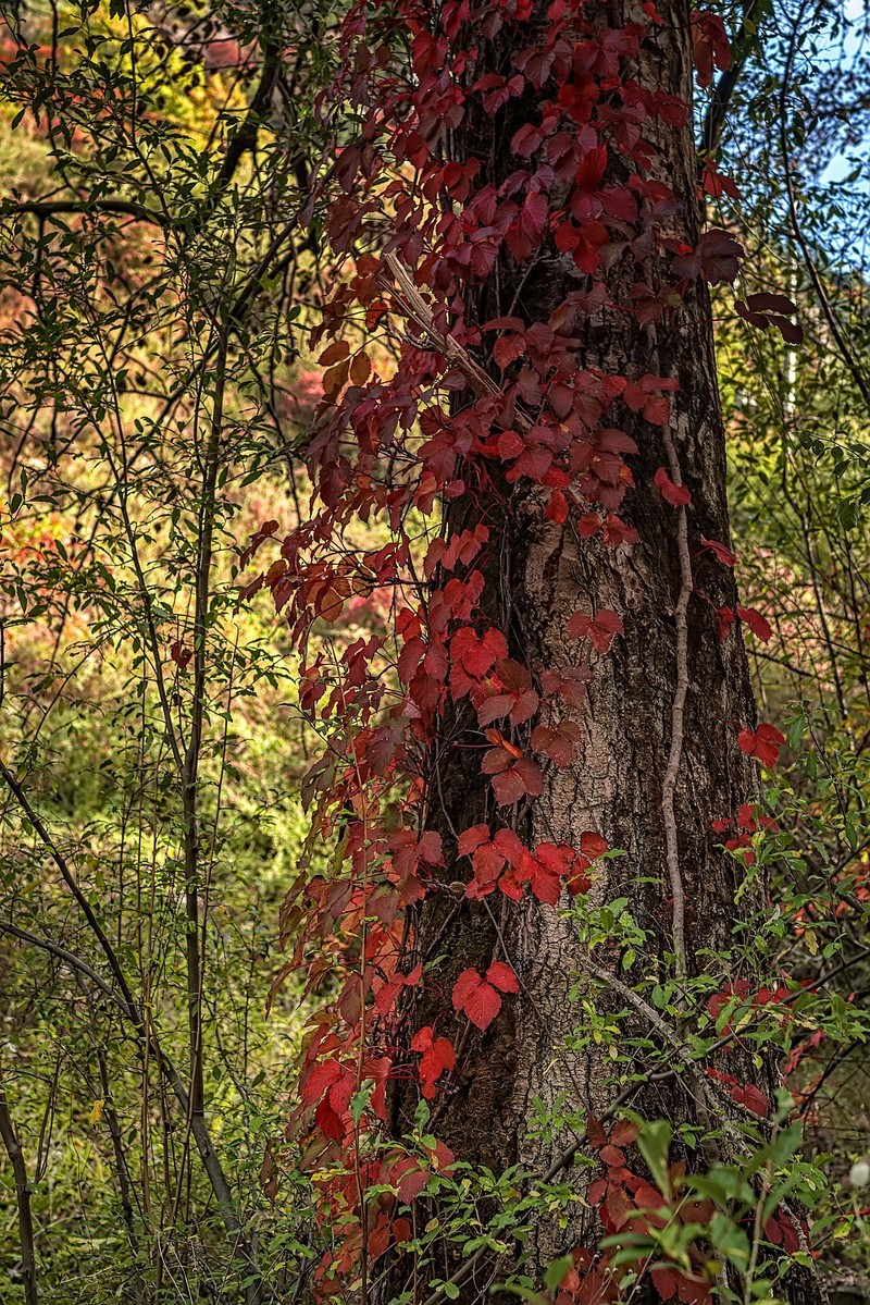 川西茂縣：层林尽染松坪沟 · 上白腊海（之二）