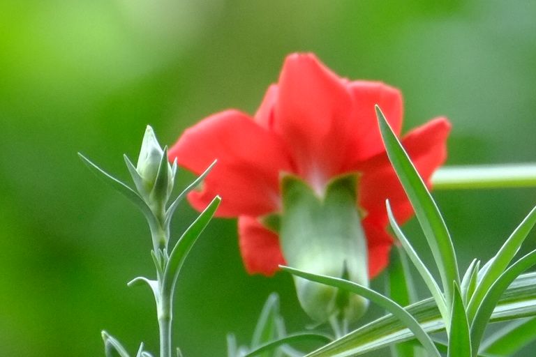 一组康乃馨习作