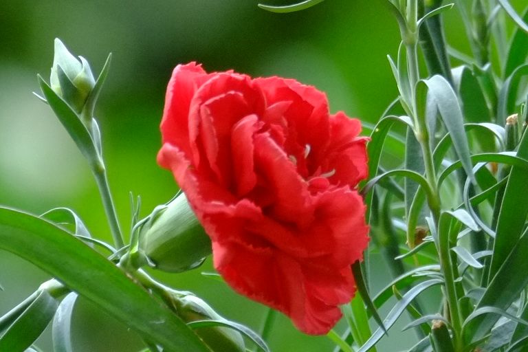 一组康乃馨习作