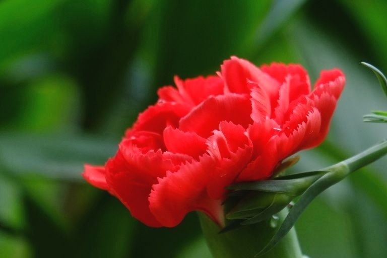 一组康乃馨习作