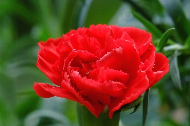 一组康乃馨习作