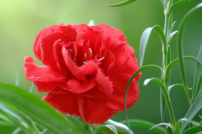 一组康乃馨习作