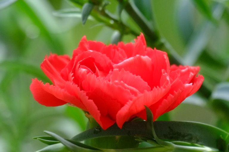 一组康乃馨习作