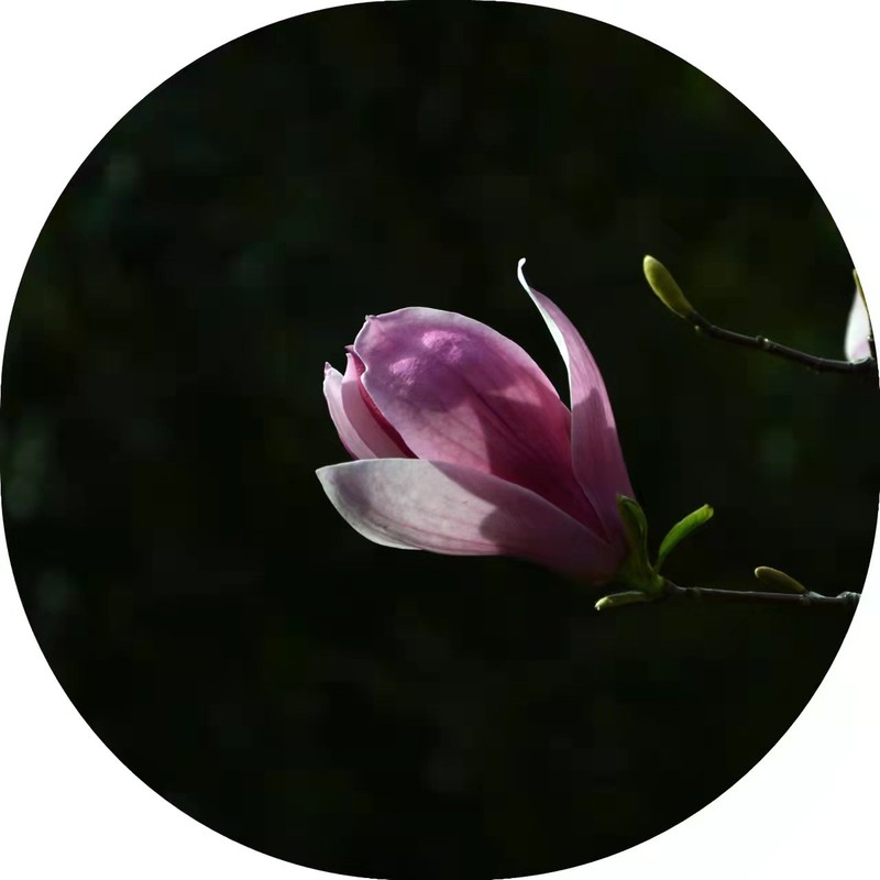 花开花落3