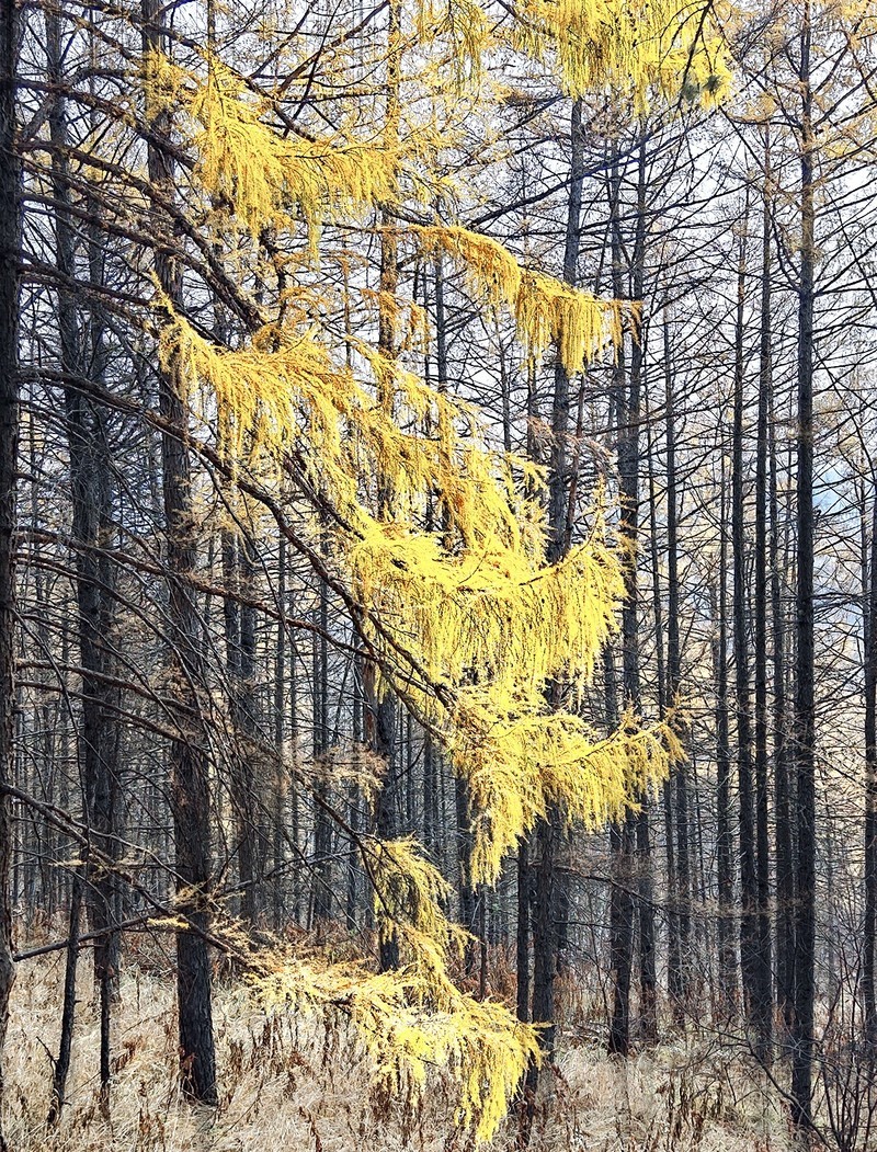 国庆跟团游#阿尔山国家森林公园风光