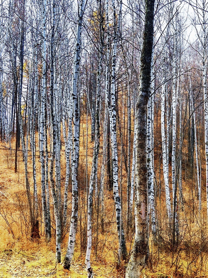 国庆跟团游#阿尔山国家森林公园风光