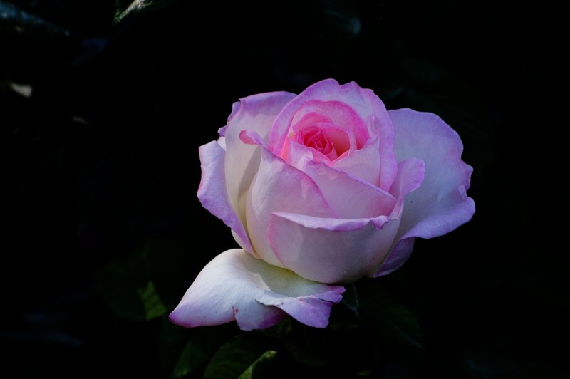 睦南公园的月季