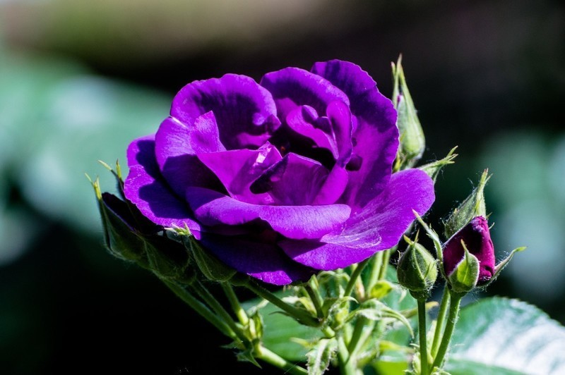 睦南公园的月季