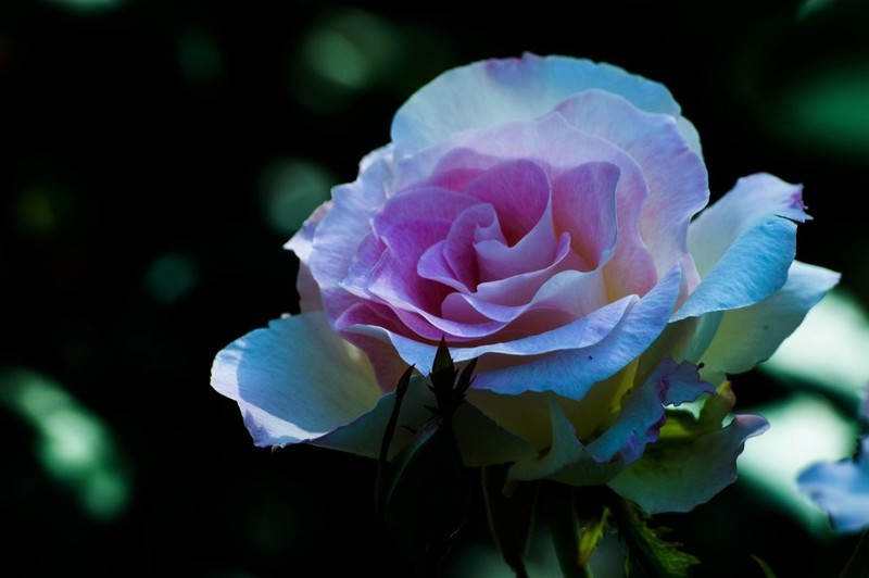 睦南公园的月季