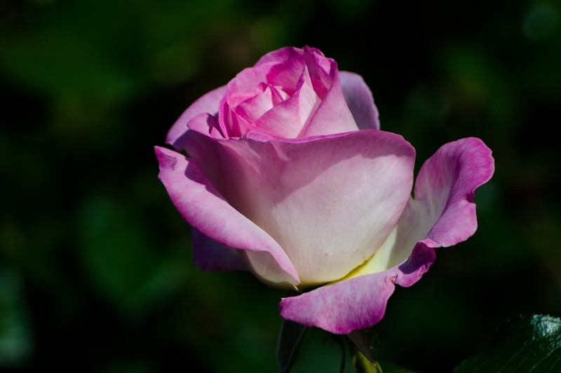 睦南公园的月季